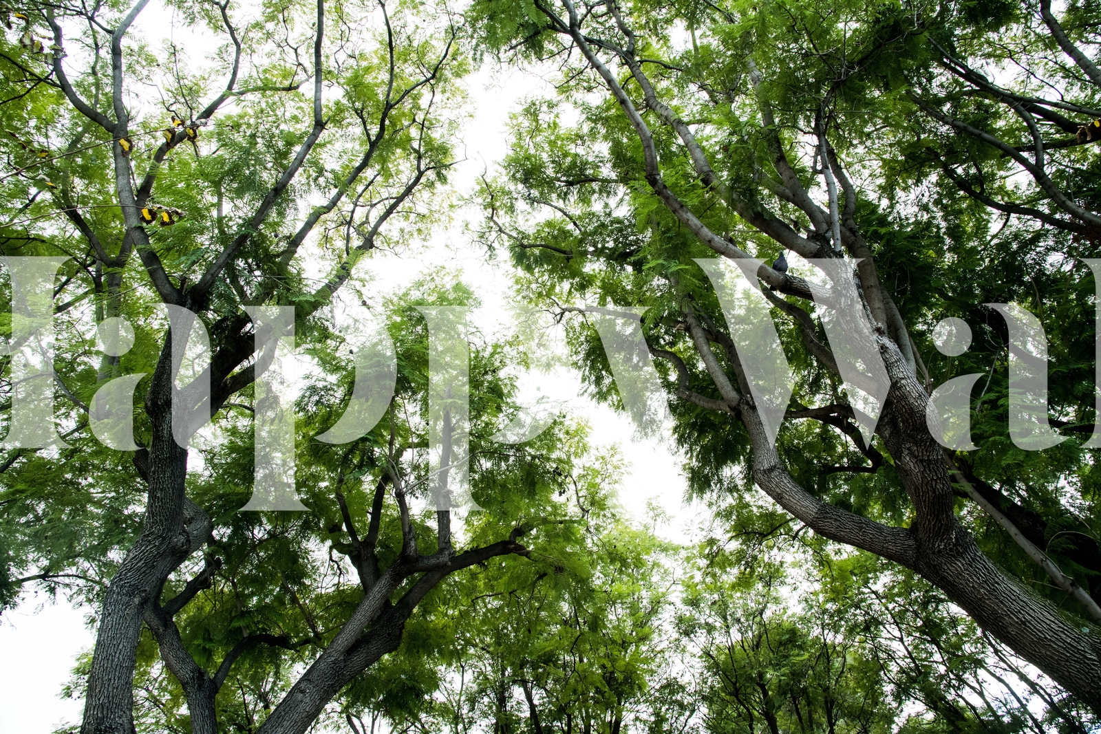 Buy Green Trees Dream 1 wallpaper Free shipping