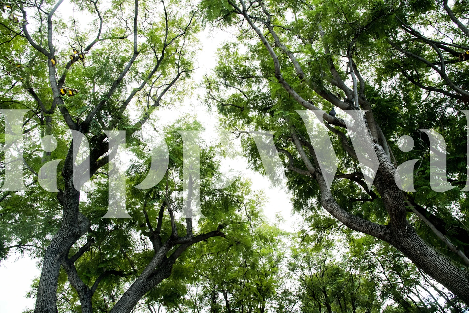 Green trees wallpaper in a room