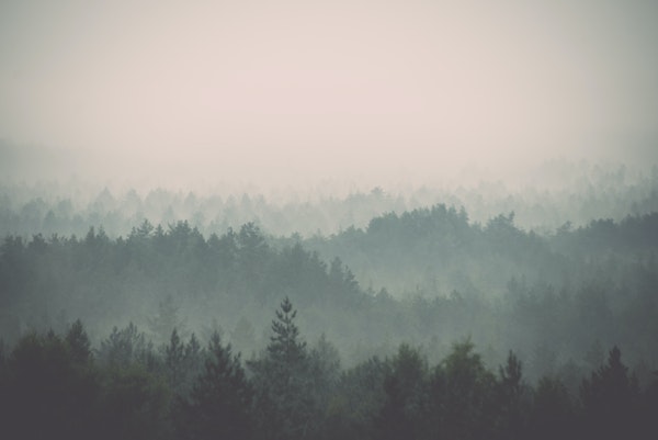 Vintage foggy forest