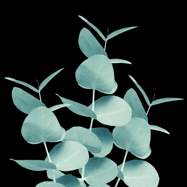 Eucalyptus Leaves Green 1b