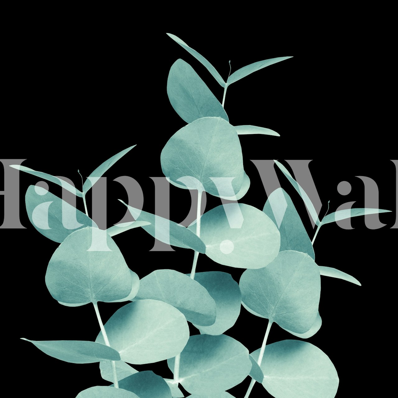 Eucalyptus leaves in mint green on a black background wallpaper