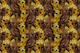 Autumn owls