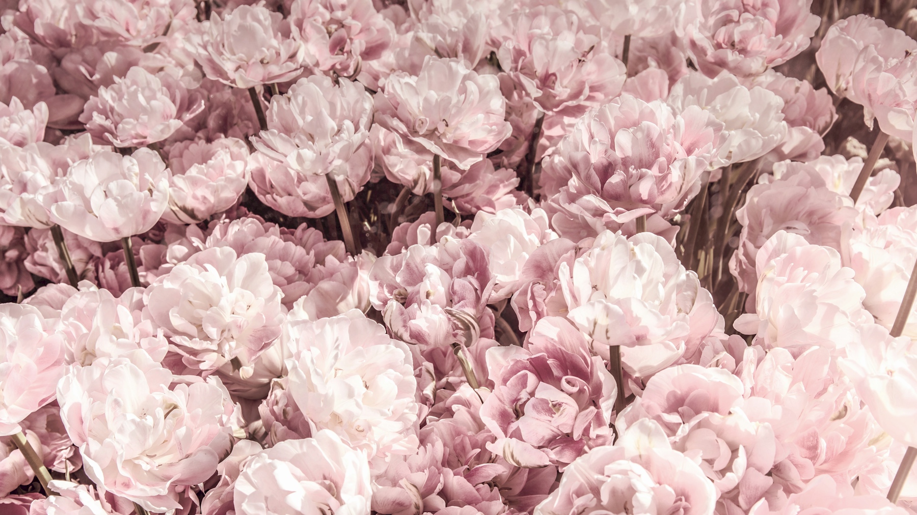 Blush Vintage Floral Wallpaper Buy Now on Happywall