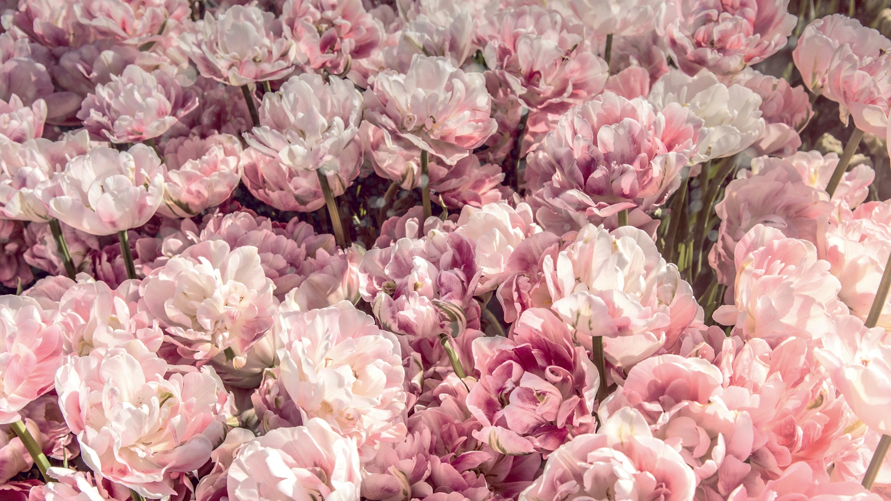 Sunny Blush Garden Wallpaper Buy Online Happywall