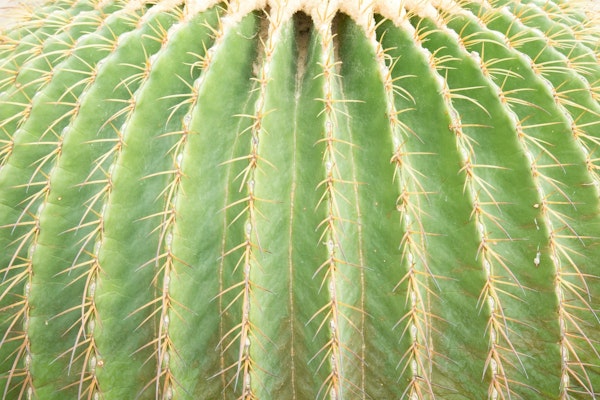 Cactus close up