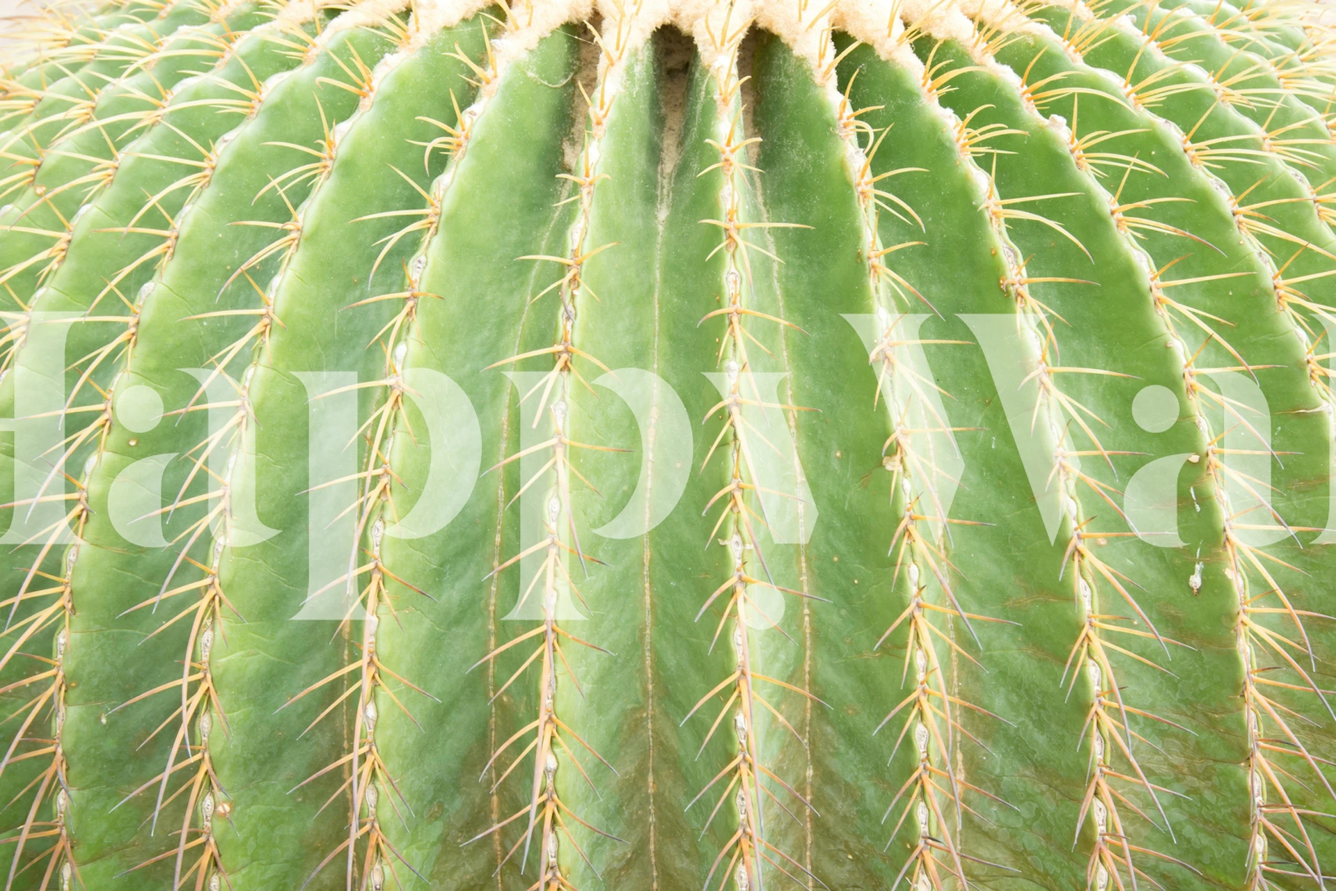 Primo piano di un cactus per design da parete