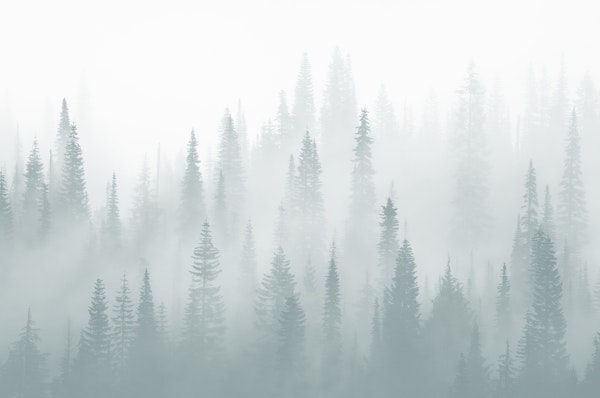 Misty forest moody