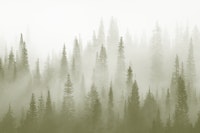 Misty forest basque tapet