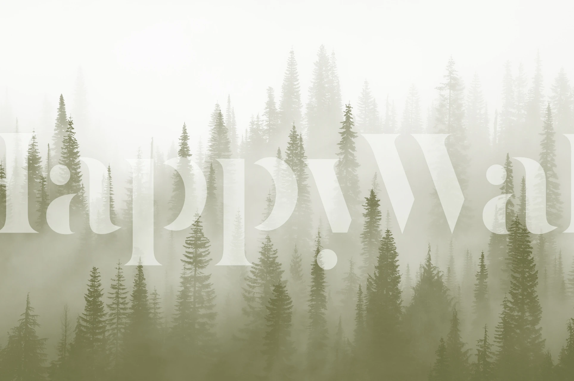 A misty forest scene with tall green trees and fog wallpaper