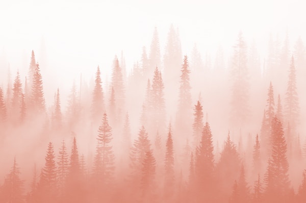 Misty forest love
