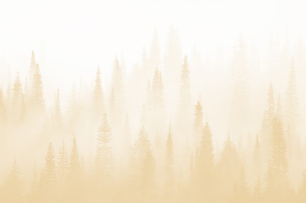 Misty forest yellow