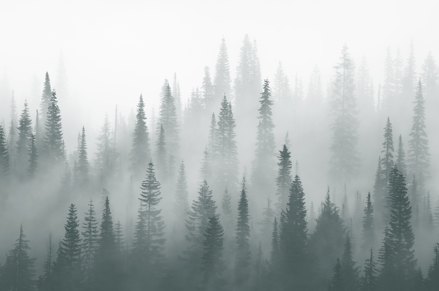 Download Misty Stroll Through Dark Forest Wallpaper | Wallpapers.com