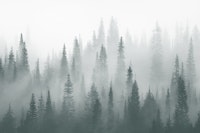 Misty forest silence tapet