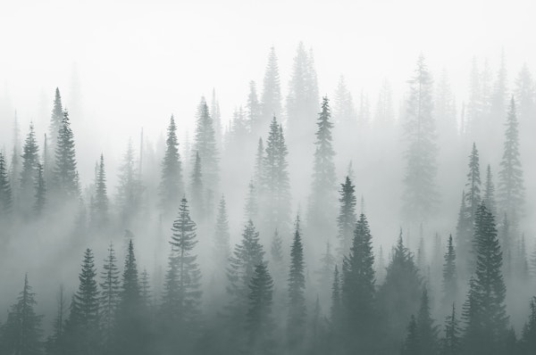 Misty forest silence