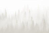 Misty forest soft gray tapet