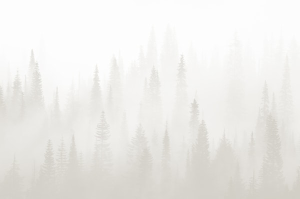 Misty forest soft gray