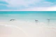 Pelican Trio Caribbean Dream 2