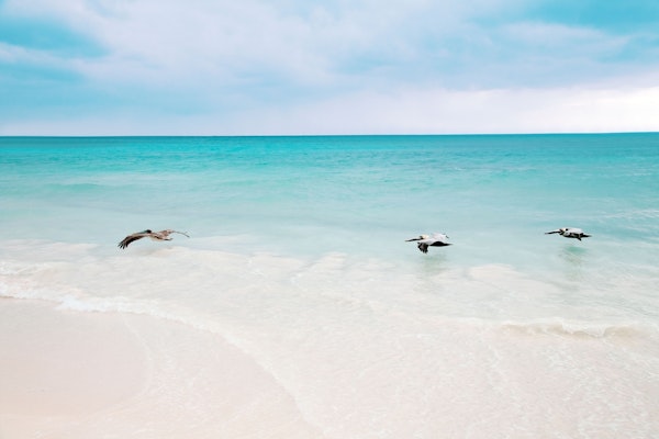 Pelican Trio Caribbean Dream 2