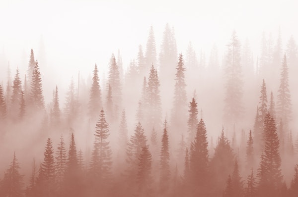Misty forest redwood