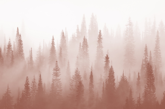 Misty Forest