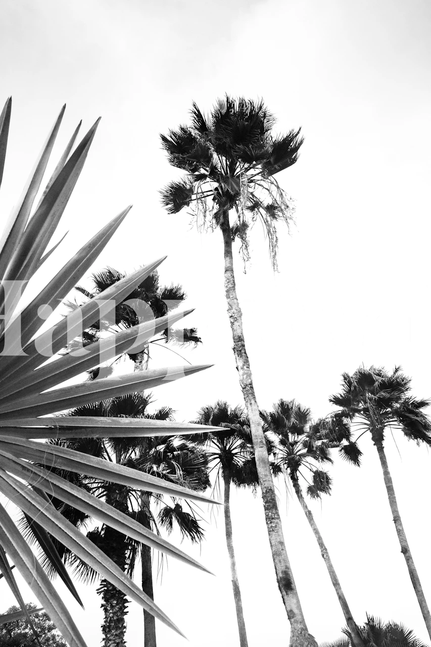 Black and white wall mural of tall palm trees