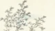 Japan Bamboo Minimalist