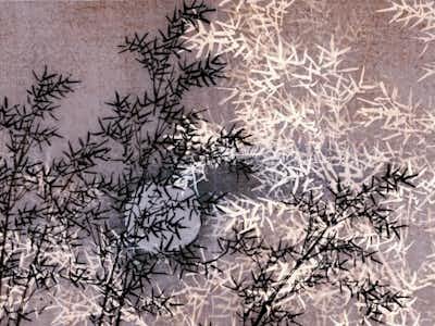 Serene Bamboo Forest View