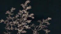 Creme Japan Bamboo on Black wallpaper