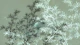 Green Japanese Bamboo