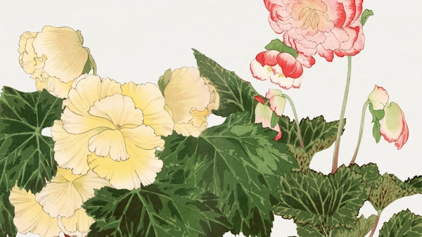 Japan Begonia Floral
