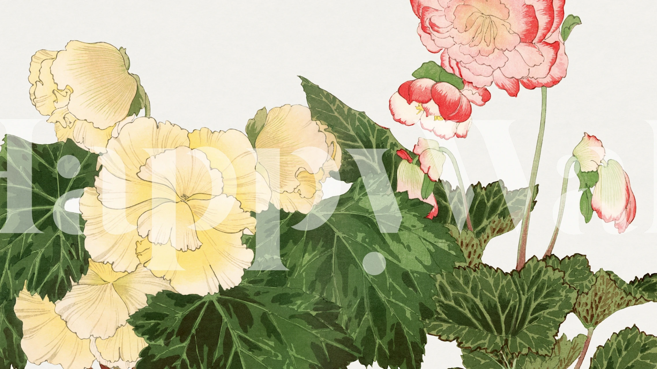 Japan Begonia Floral wallpaper in a room