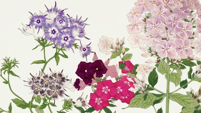 Mural