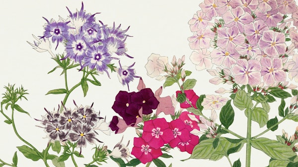 Japan Blossom Floral