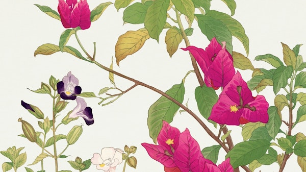 Pink Bougainvillea Harmony