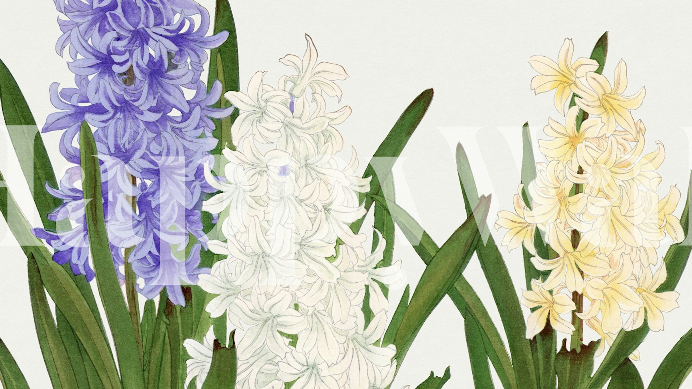 Diseño floral japonés tranquilo Pastel