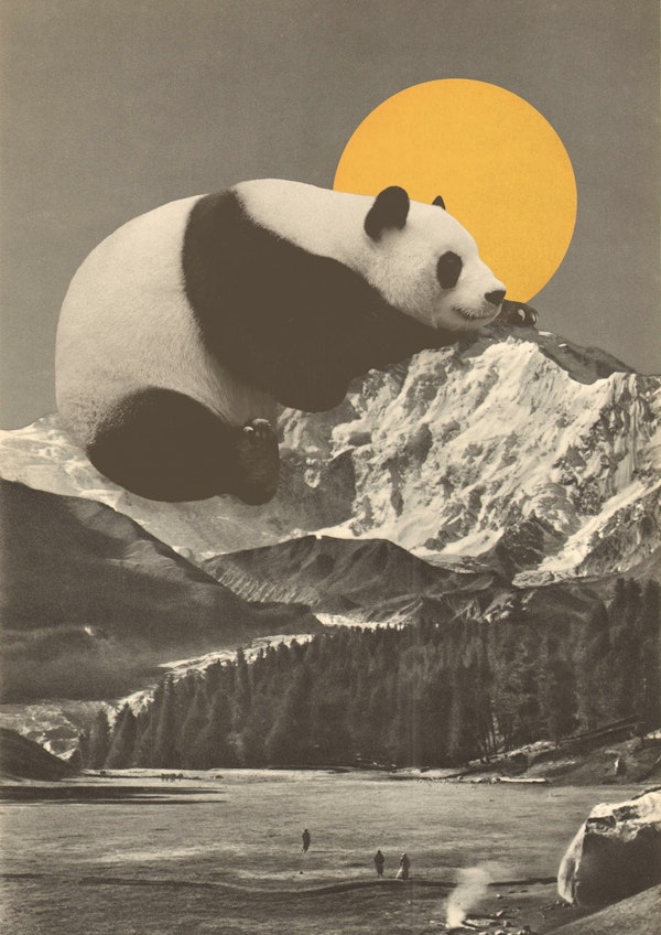 Giant Panda in Mountains