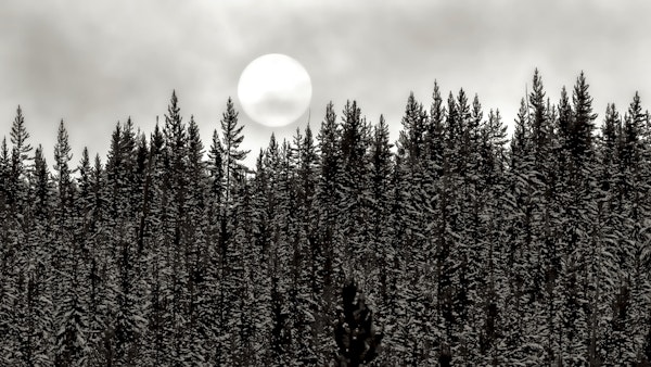 Cloudy Forest Black and White