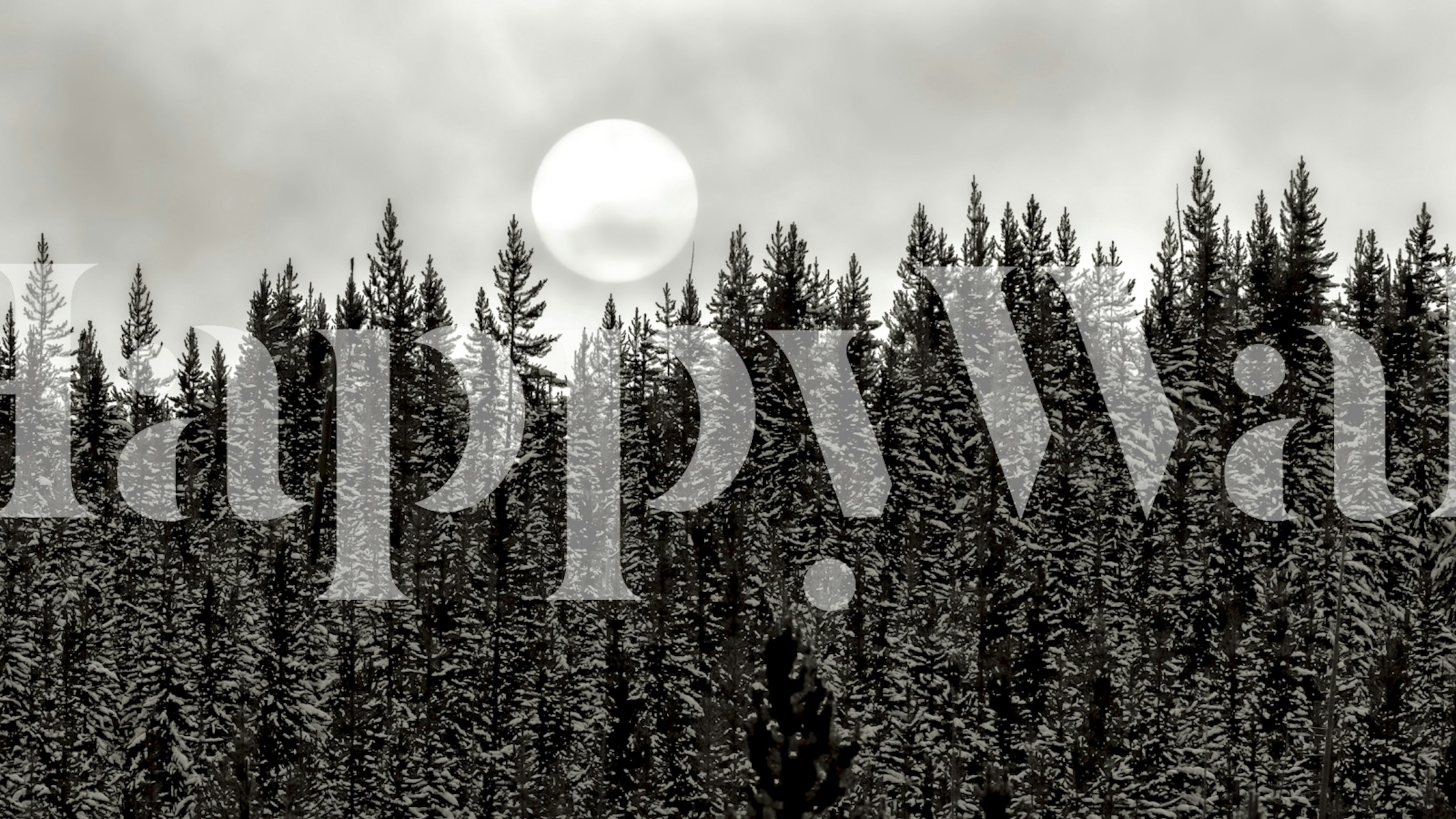 Cloudy Forest Black and White tapet i ett rum