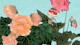 Scandi Vintage Flora