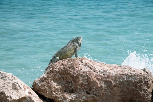 Iguana Curacao Ocean Dream 1