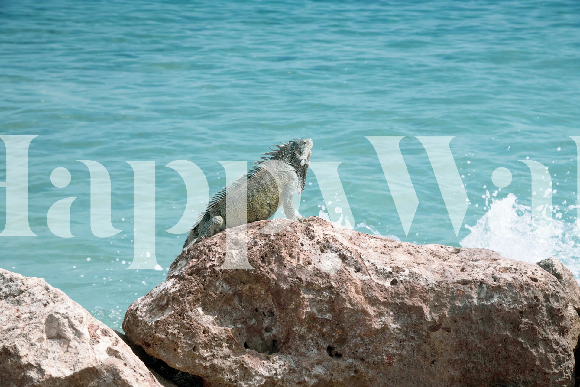 Iguana Curacao Ocean Dream tapeta w pokoju