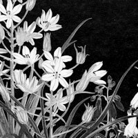 Scandinavian Night Flora tapetit