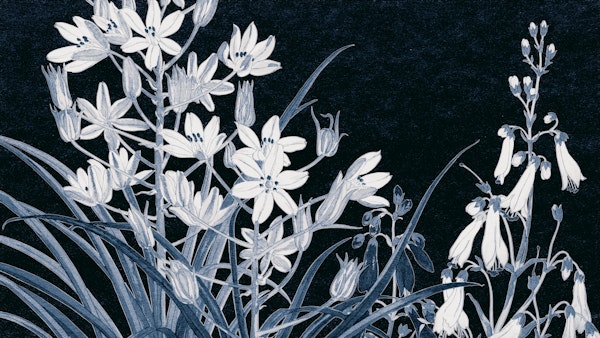 Scandinavian Night Flora