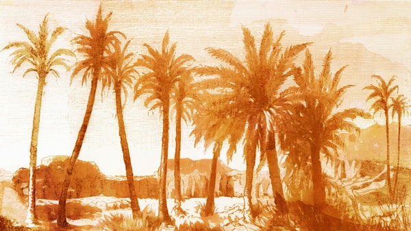 Sunset Palms