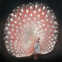 Peacock Spirit tapeta