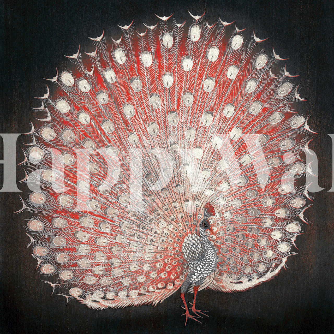 Peacock illustration in white and red against a black background wallpaper