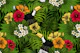 Toucans amd tropical flora 3