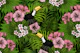 Toucans amd tropical flora 4