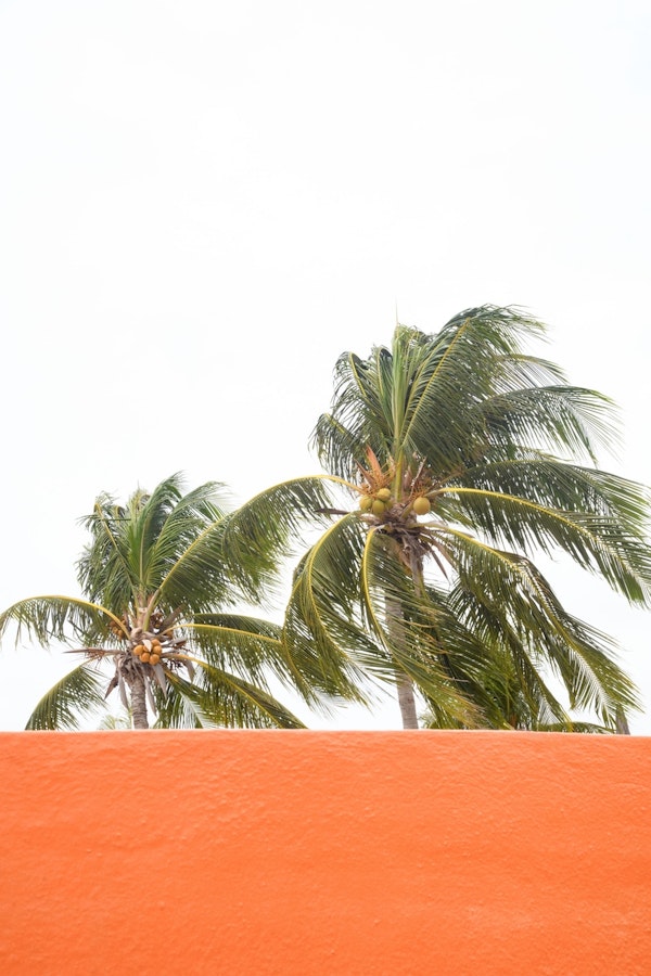 Orange meets Palm Trees 1