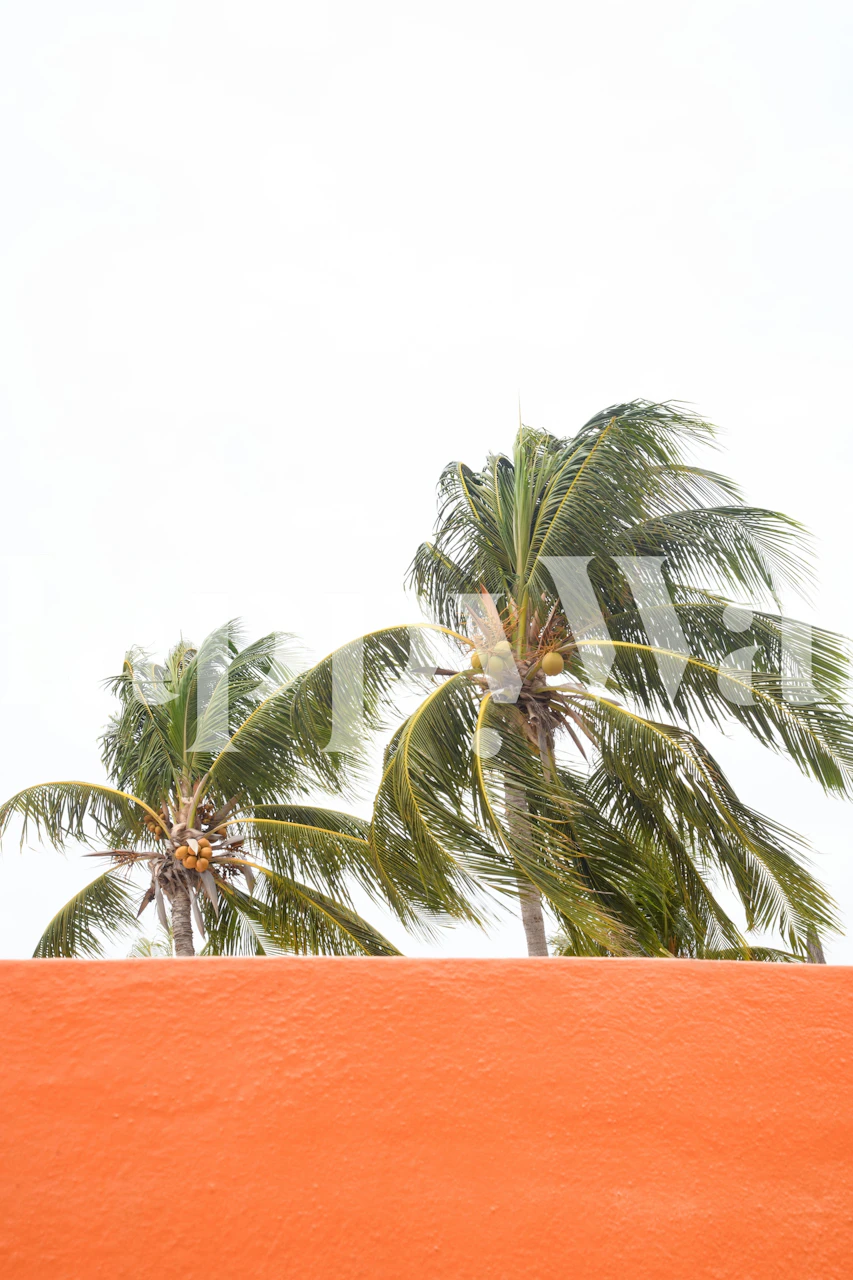 Tropical palm trees against an orange backdrop
